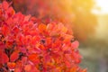 autumn red bush in a sunlight Royalty Free Stock Photo