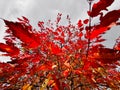 Autumn red clon leaves . Royalty Free Stock Photo