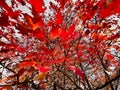 Autumn red clon leaves . Royalty Free Stock Photo