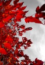 Autumn red clon leaves . Royalty Free Stock Photo