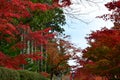 Autumn red color change Japan