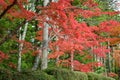 Autumn red color change Japan