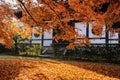 Autumn red color leaves at Tofukuji temple in Kyoto, Japan Royalty Free Stock Photo