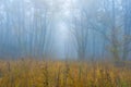 Autumn red dry forest in dense mist Royalty Free Stock Photo