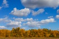 Autumn red dry forest under blue cloudy sky Royalty Free Stock Photo