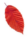 Autumn red elm leaf isolated on white background