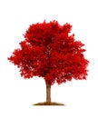 Autumn red elm tree, isolated over white Royalty Free Stock Photo