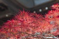 Autumn red foliage of Acer japonicum, also called fernleaf maple, the Amur maple, downy Japanese-maple or fullmoon maple Royalty Free Stock Photo