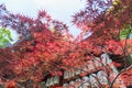 Autumn red foliage of Acer japonicum, also called fernleaf maple, the Amur maple, downy Japanese-maple or fullmoon maple Royalty Free Stock Photo