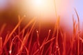 Autumn red grass with water drops. Royalty Free Stock Photo