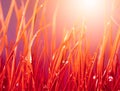 Autumn red grass with water drops. Royalty Free Stock Photo