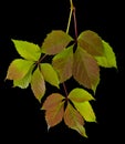 Autumn red green leaves of grapes isolated on a black background Royalty Free Stock Photo