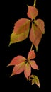 Autumn red green leaves of grapes isolated on a black background Royalty Free Stock Photo