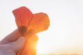 Autumn red heart shaped leaf in a hand on bright sunny back light background Royalty Free Stock Photo