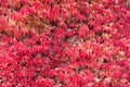 Autumn Red Ivy Background.Leaves Of Ivy Covering The White Wall In Milotice Castle, Czech Republic. Ivy Hedera helix In Autumn