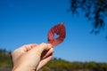 Autumn red leaf with cut heart in a hand. Close-up of female hands holding autumn leaf with heart-shaped hole. Royalty Free Stock Photo