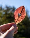 Autumn red leaf with cut heart in a hand. Close-up of female hands holding autumn leaf with heart-shaped hole Royalty Free Stock Photo