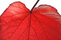 Autumn Red Leaf Detail