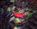Autumn Red Leaf, late autumn Royalty Free Stock Photo