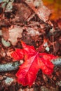 Autumn red leaf on moss and foliage Royalty Free Stock Photo