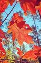 Autumn red leaves against the sun. Royalty Free Stock Photo