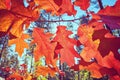 Autumn red leaves against the sun. Royalty Free Stock Photo