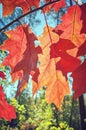 Autumn red leaves against the sun. Royalty Free Stock Photo