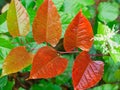 Autumn red leaves on branch