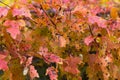 Autumn red leaves on branches