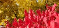 View of Autumn Red Leaves of a Burning Bush and Yellow Leaves of a Tree Royalty Free Stock Photo