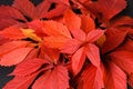 Autumn red leaves cover for background