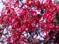 Autumn red leaves of dog wine creeping on dry spruce branches Royalty Free Stock Photo