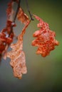 Autumn, red leaves dry wood oak on grey green natural background. macro photo. Royalty Free Stock Photo
