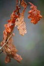 Autumn, red leaves dry wood oak on grey green natural background. macro photo. Royalty Free Stock Photo