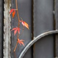 Autumn red leaves of girlish grape on gray metal gate with forging elements Royalty Free Stock Photo