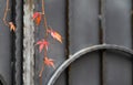 Autumn red leaves of girlish grape on gray metal gate with forging elements Royalty Free Stock Photo