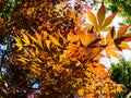 Autumn red leaves of the maple glowing in the rays of the sun. Fisheye image Royalty Free Stock Photo