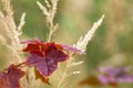 The autumn. Red leaves of maple hinnal on the blurred background