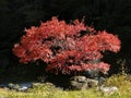 Autumn red leaves tree near Tama river at Mitake national park Toyko japan