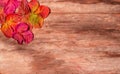 Autumn red leaves on a wooden background