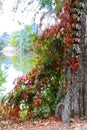 Autumn red leaves wrapped on a tree trunk on the shore of a lake Royalty Free Stock Photo