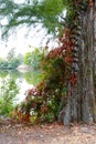 Autumn red leaves wrapped on a tree trunk on the shore of a lake Royalty Free Stock Photo