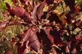 Autumn red leaves of a young oak. Royalty Free Stock Photo