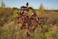 Autumn red leaves of a young oak. Royalty Free Stock Photo