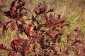 Autumn red leaves of a young oak. Royalty Free Stock Photo