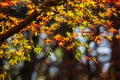 Autumn red maple backlit gradient colorful leaf light and shadow Royalty Free Stock Photo