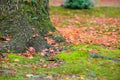 Autumn red,yellow,orange, maple fell on the roots of a large tree covered with green moss. Royalty Free Stock Photo