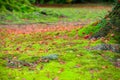 Autumn red,yellow,orange, maple fell on the roots of a large tree covered with green moss. Royalty Free Stock Photo