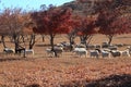 Autumn red maple and goats Royalty Free Stock Photo