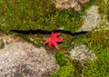 Autumn red maple leaf Royalty Free Stock Photo